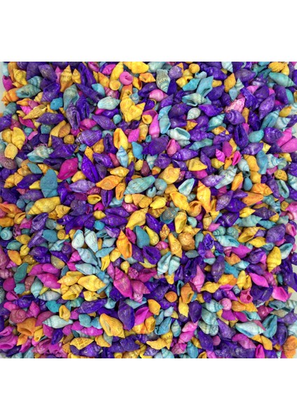 Nassa Shell-Karışık Renkli Kiloluk Deniz Kabuğu 500 gr