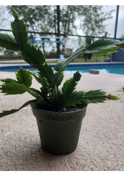 Yılbaşı Kaktüsü Beyaz Renk Yılbaşı Çiçeği 10-15CM White Schlumbergera modelleri