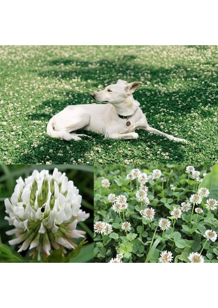 Beyaz Trifolium Repens Tohumu Üçgül Çiçekli Yerörtücü