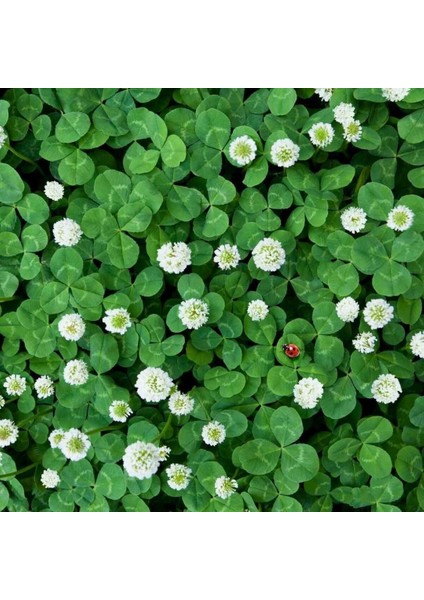 Beyaz Trifolium Repens Tohumu Üçgül Çiçekli Yerörtücü