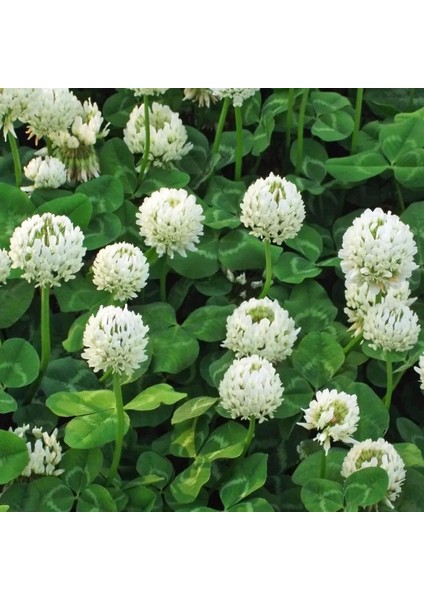 Beyaz Trifolium Repens Tohumu Üçgül Çiçekli Yerörtücü