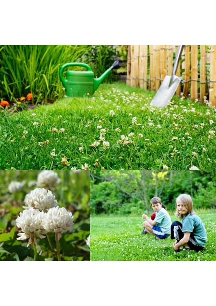 Beyaz Trifolium Repens Tohumu Üçgül Çiçekli Yerörtücü