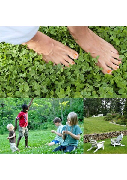 Beyaz Trifolium Repens Tohumu Üçgül Çiçekli Yerörtücü