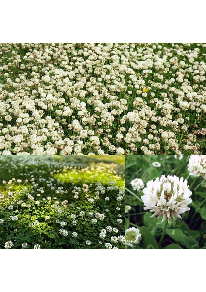 Beyaz Trifolium Repens Tohumu Üçgül Çiçekli Yerörtücü