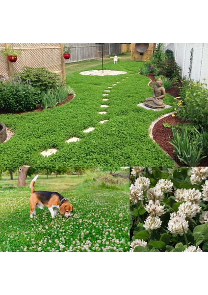 Beyaz Trifolium Repens Tohumu Üçgül Çiçekli Yerörtücü