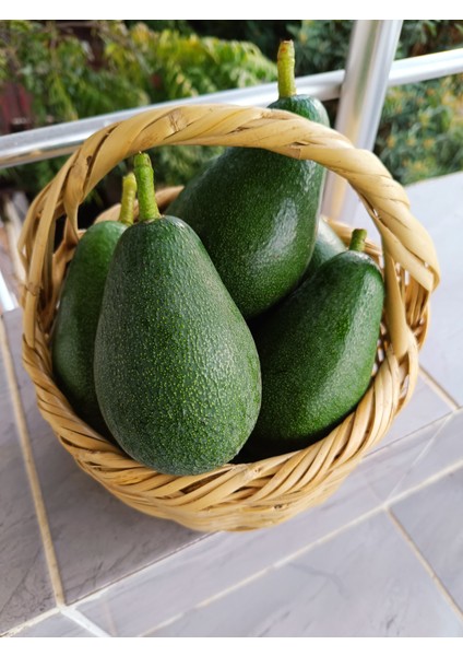 Avokado 1 kg Büyük Boy 240 gr ve Üzeri