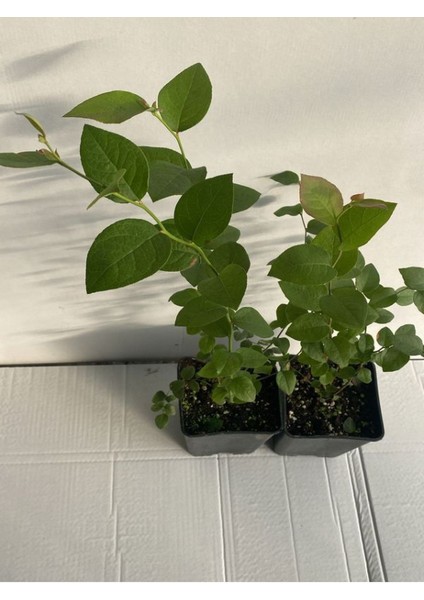 Mavi Yemiş Blueberry Yaban Mersini Fidanı 40-60CM Tüplü/saksılı Bloxi Türü