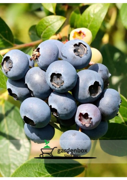 Meyve Vermeye Hazır Saksıda Bluberry Bloxi Cinsi Yaban Mersini (Mavi Yemiş)Fidanı 40-60CM