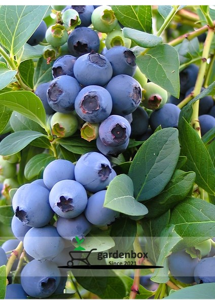 Iri Meyveli Likapa Yaban Mersini Meyve Fidanı 1 Adet (40-60CM) Reka Blueberry
