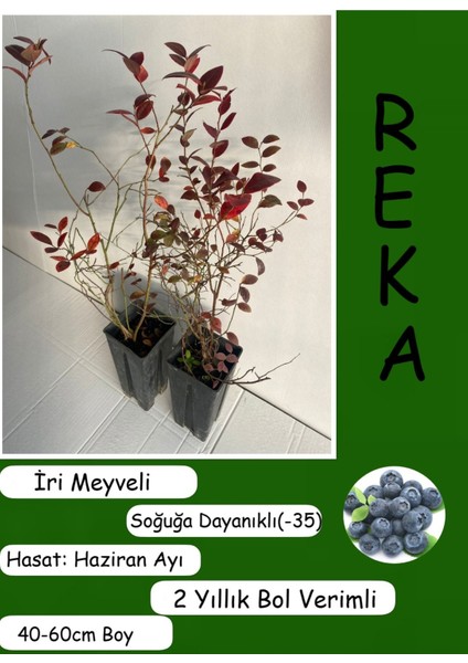 Iri Meyveli Likapa Yaban Mersini Meyve Fidanı 1 Adet (40-60CM) Reka Blueberry