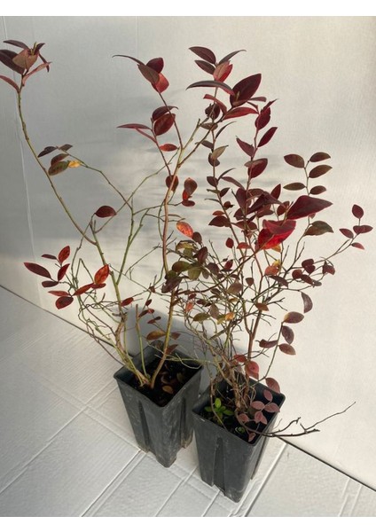 Iri Meyveli Likapa Yaban Mersini Meyve Fidanı 1 Adet (40-60CM) Reka Blueberry