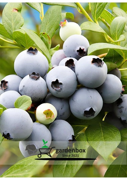 Lezzetli Iri Meyveli Yaban Mersini Meyve Fidanı Bloxi Cinsi 40-60CM Blueberry Saksılı/tüplü