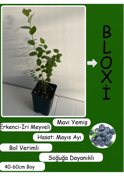 Lezzetli Iri Meyveli Yaban Mersini Meyve Fidanı Bloxi Cinsi 40-60CM Blueberry Saksılı/tüplü