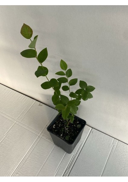 Lezzetli Iri Meyveli Yaban Mersini Meyve Fidanı Bloxi Cinsi 40-60CM Blueberry Saksılı/tüplü