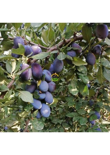 6 Yaş Aşılı Mürdüm Erik Fidanı 'Rootball'