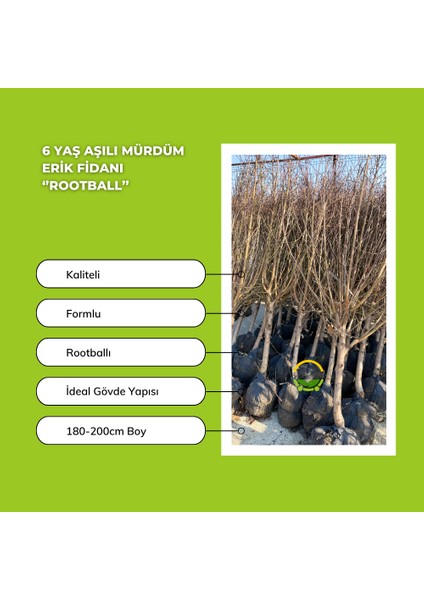 6 Yaş Aşılı Mürdüm Erik Fidanı 'Rootball' fiyatları