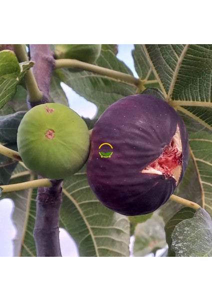 6 Yaş Bursa Dürdane İncir Fidanı 'Rootball'