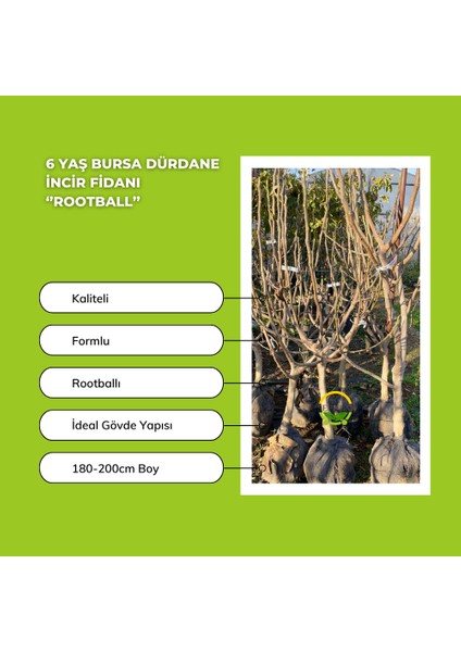 6 Yaş Bursa Dürdane İncir Fidanı 'Rootball' fiyatları