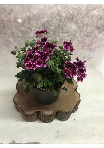 Bordo Ceylangözü Hanımefendi 10-20 cm fiyatları