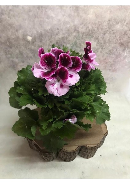 Bordo Pembe Ceylangözü Hanımefendi