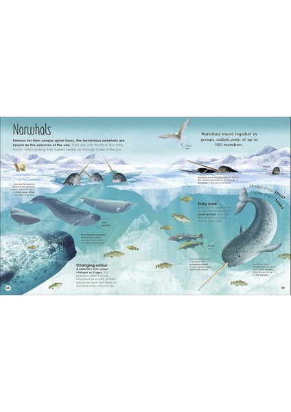 Earth's Incredible Oceans indirimleri