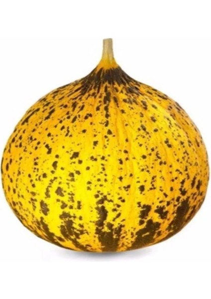 Kırkağaç 637 Kavun Tohumu 5 gr Tohum Aksaray Tohumculuk