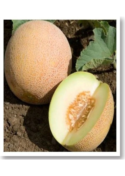 Ananas Kavun Tohumu 10 gr Tohum Aksaray Tohumculuk