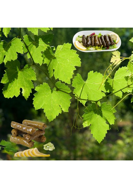 Köyceğiz Doğal Market - Alaşehir Organik Salamura Üzüm ( Asma ) Yaprağı fırsatları