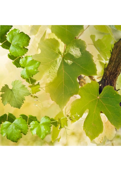 Köyceğiz Doğal Market - Alaşehir Organik Salamura Üzüm ( Asma ) Yaprağı indirimleri