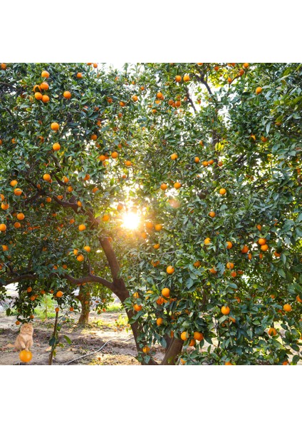 Köyceğiz Doğal Market Organik Köyceğiz Portakalı