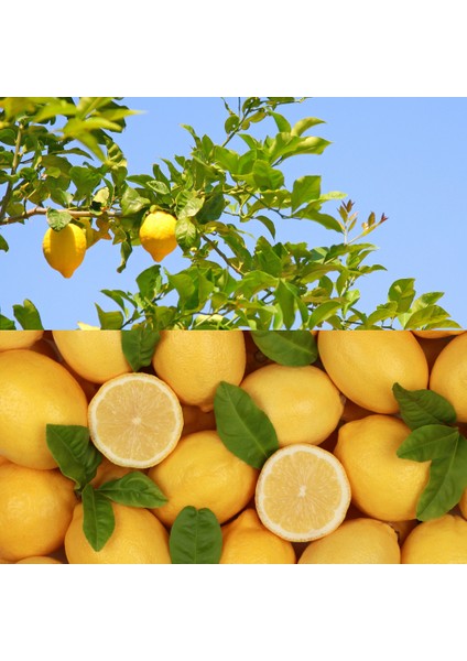 Köyceğiz Doğal Market Organik Köyceğiz Limonu