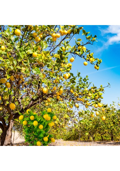 Köyceğiz Doğal Market Organik Köyceğiz Limonu