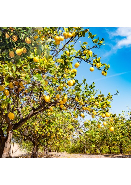 Köyceğiz Doğal Market Organik Köyceğiz Limonu