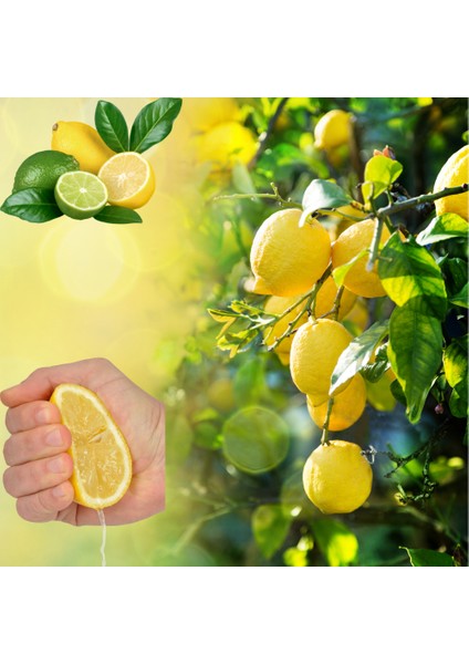 Köyceğiz Doğal Market Organik Köyceğiz Limonu fiyatları