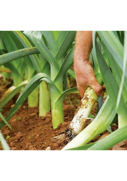 Pırasa ( Çoklu Tohum ) - 5 Gram fiyatları