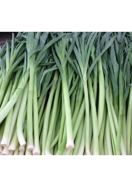 Pırasa ( Çoklu Tohum ) - 5 Gram modelleri