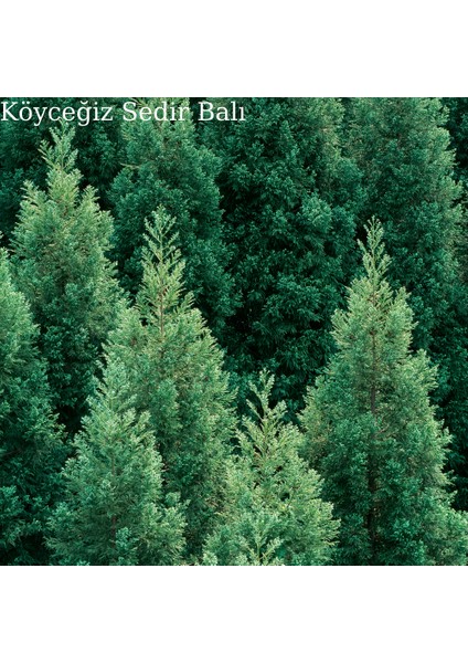 Organik Köyceğiz Sedir Balı indirimleri