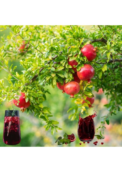 Organik Köyceğiz Narı fırsatları