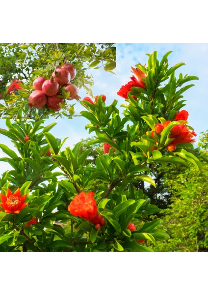 Organik Köyceğiz Narı indirimleri