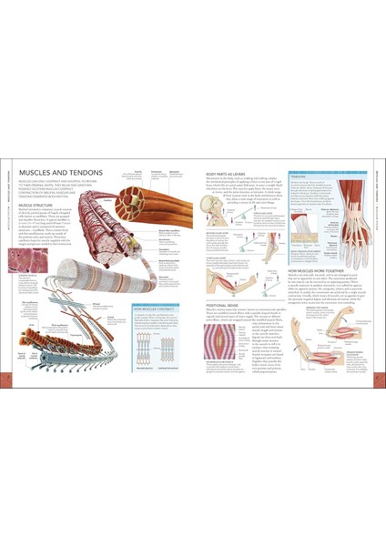 The Human Body Book modelleri