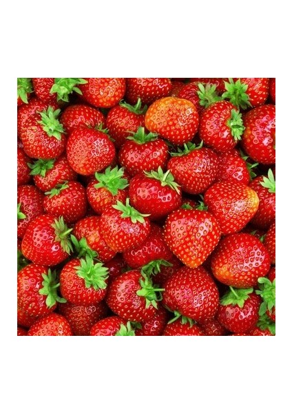 200 Adet Florıda Beauty Çilek Fidesi Açık Kök Yeni Sezon