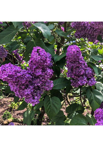 Syringa Vulgaris Leylak Fidanı