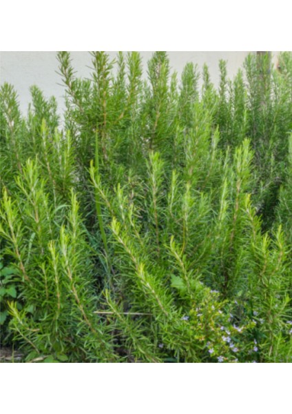 1 Adet Rosmarin Officinalis Prostratus Yayılıcı Biberiye Fidanı Tüplü