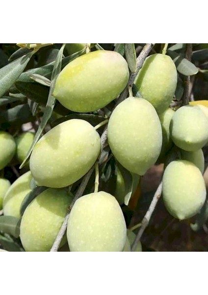 Domat Zeytin Fidanı Tüplüdür 50 60 cm Boy 1,5 Yaş