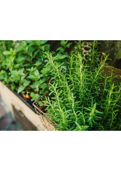 1 Adet Thymus Vulgaris Kekik Fidanı Tüplü