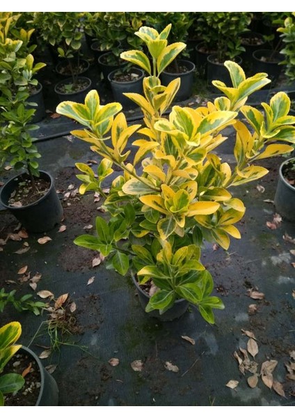 2 Adet Euonymus Japonica Aurea Altuni Taflan Fidanı Tüplü