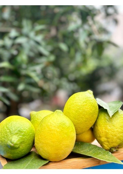 Limon 3 kg