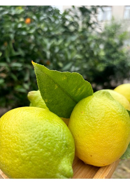 Limon 3 kg