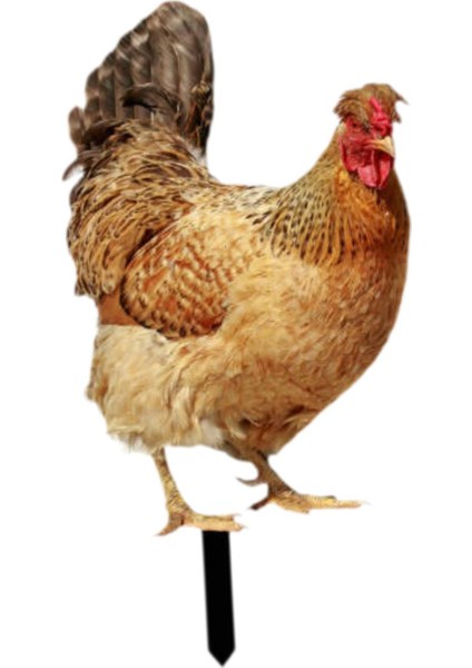 Dekoratif Tavuk Kazıkları Hediyeleri Açı I Için Akrilik Heykelcik A (Yurt Dışından) fiyatları