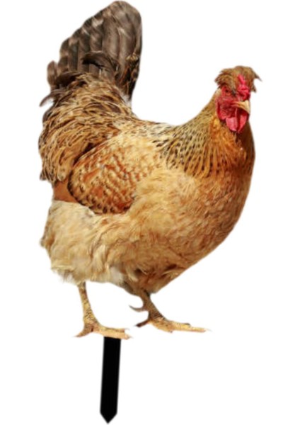 Dekoratif Tavuk Kazıkları Hediyeleri Açı I Için Akrilik Heykelcik A (Yurt Dışından) modelleri